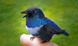 新闻爆料鸟死人案件,神秘生物引发恐慌，真相令人震惊