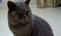 网红小奶猫吃瓜视频,萌态可掬，萌翻网友心