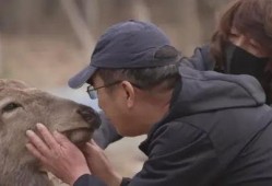 鹿儿在线观看,探寻神秘鹿族的奇幻之旅
