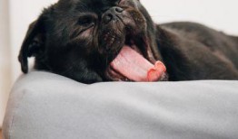 狗子今日爆料图片高清,高清图片背后的惊人真相