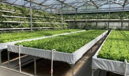 娱乐吃瓜酱中国本土的,揭秘中国本土娱乐圈的幕后故事