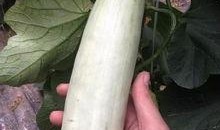 网红吃自己的瓜视频,揭秘幕后真相的惊心动魄一幕