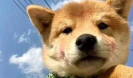 狗子今日爆料图片高清,高清图片背后的惊人真相